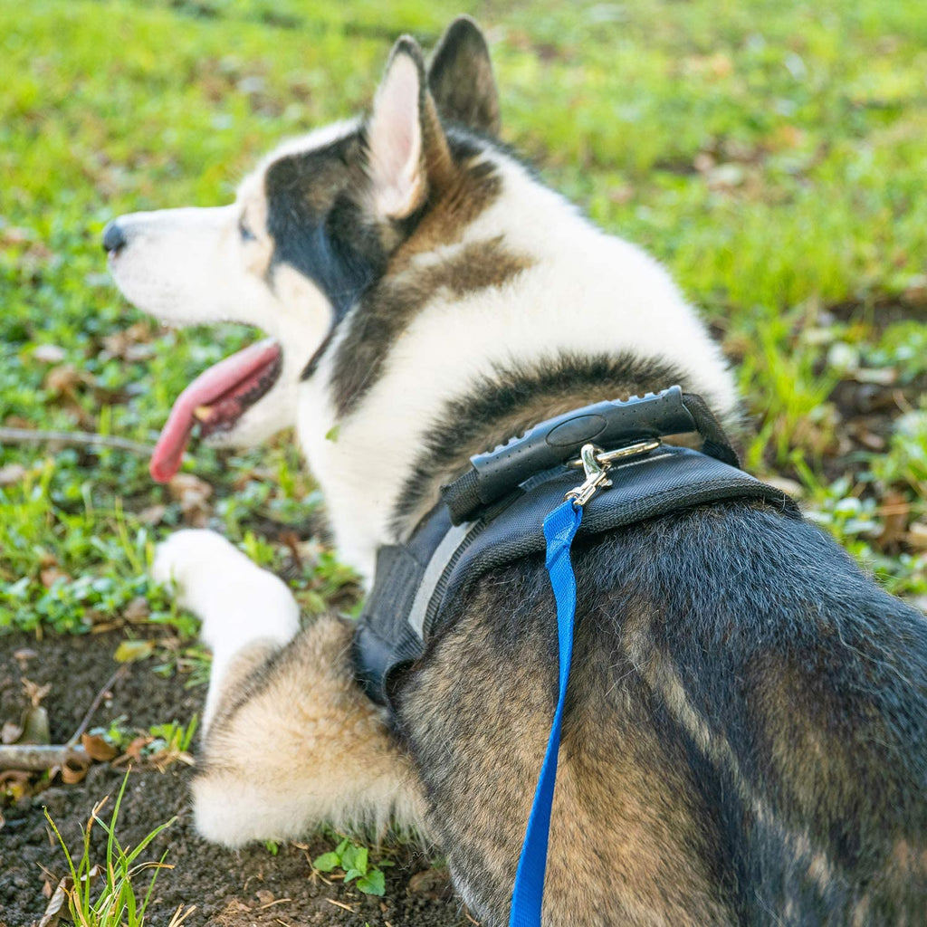 Dog/Puppy Obedience Recall Training Agility Lead - 15Ft 20Ft 30Ft 50Ft 100Ft Training Leash - Great for Training, Play, Camping, or Backyard Purple 15 Feet