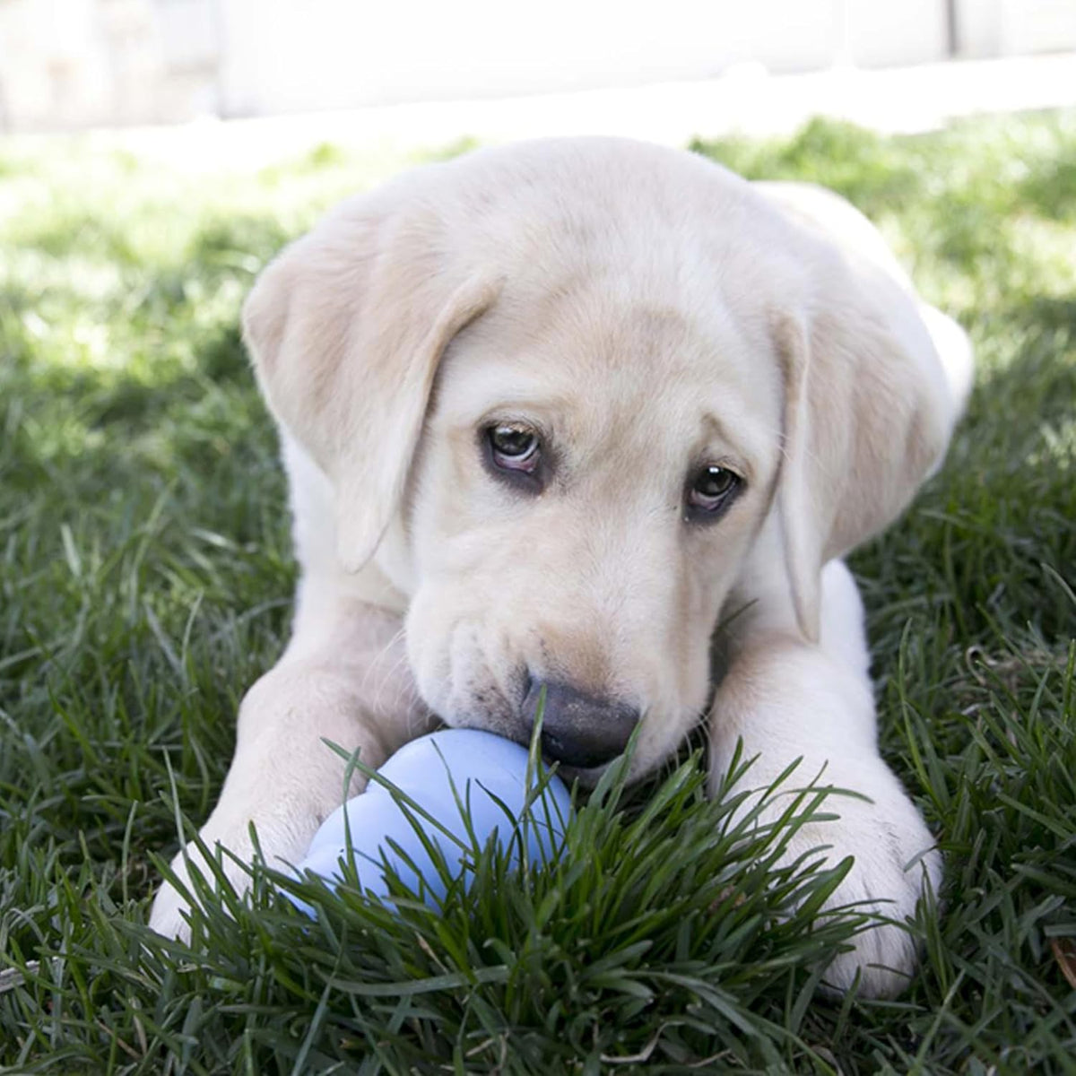 Puppy Toy Natural Teething Rubber -Fun to Chew, Chase & Fetch- for Medium Puppies (Color May Vary)