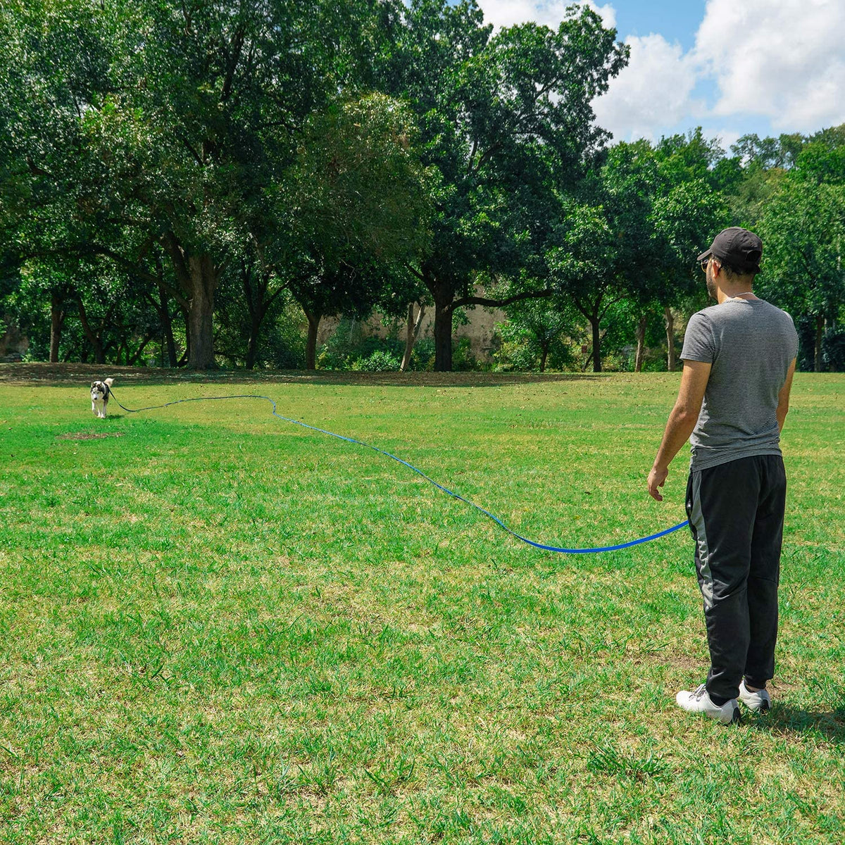 Dog/Puppy Obedience Recall Training Agility Lead - 15Ft 20Ft 30Ft 50Ft 100Ft Training Leash - Great for Training, Play, Camping, or Backyard Purple 15 Feet
